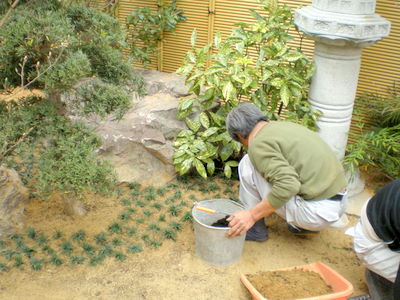 植込みを進めていき・・・ お庭部の築山にタマリュウを植込みます。