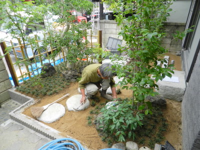 同時進行で景石・飛石を据付けます。 一部の植木の足元にタマリュウを植えていき敷地を均します。