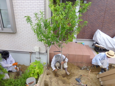 施工部に植えてある植木を掘り起し鉢をきれいにかたどります。